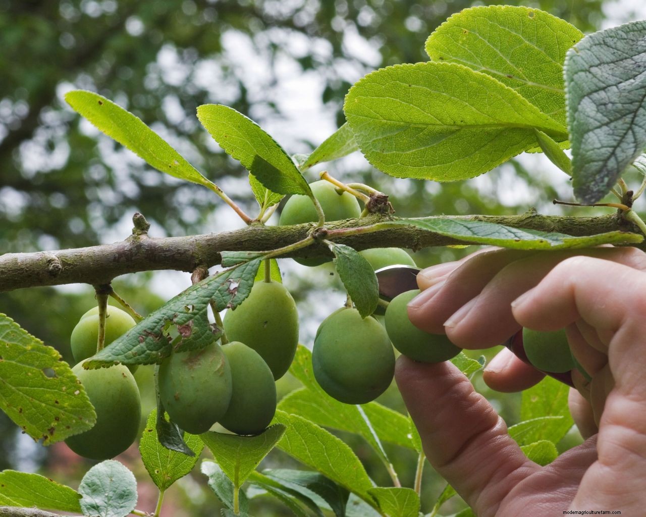 How to grow plums: tips on planting, growing and caring for plum trees