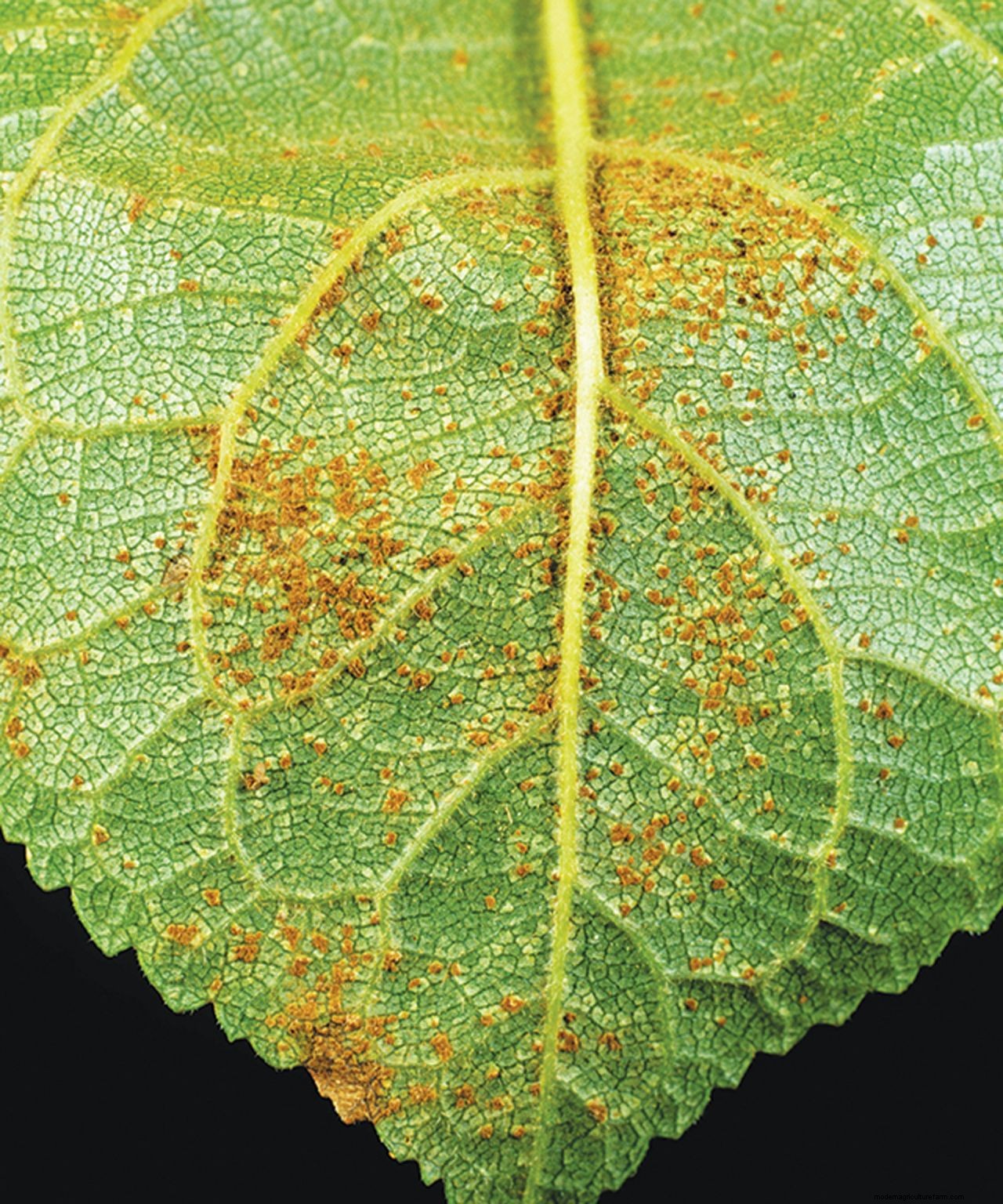 How to grow plums: tips on planting, growing and caring for plum trees