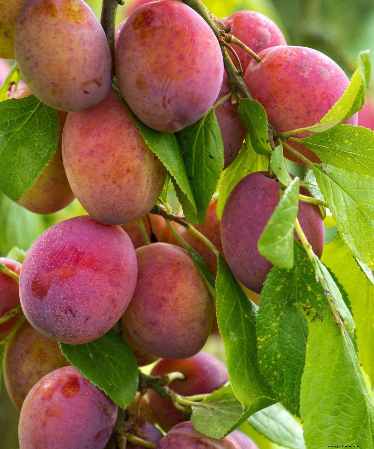 How to grow plums: tips on planting, growing and caring for plum trees