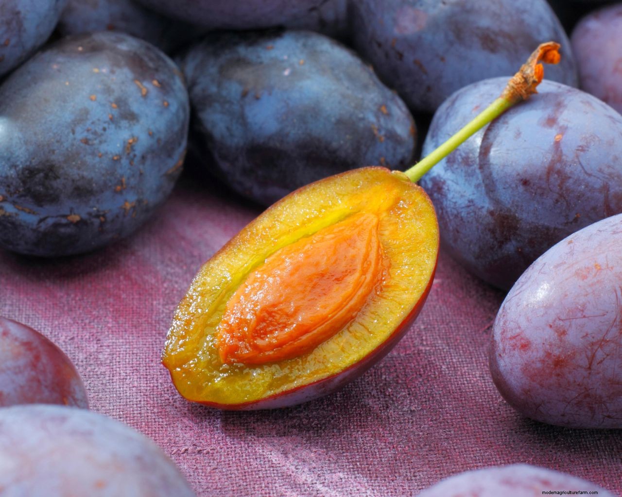 How to grow plums: tips on planting, growing and caring for plum trees