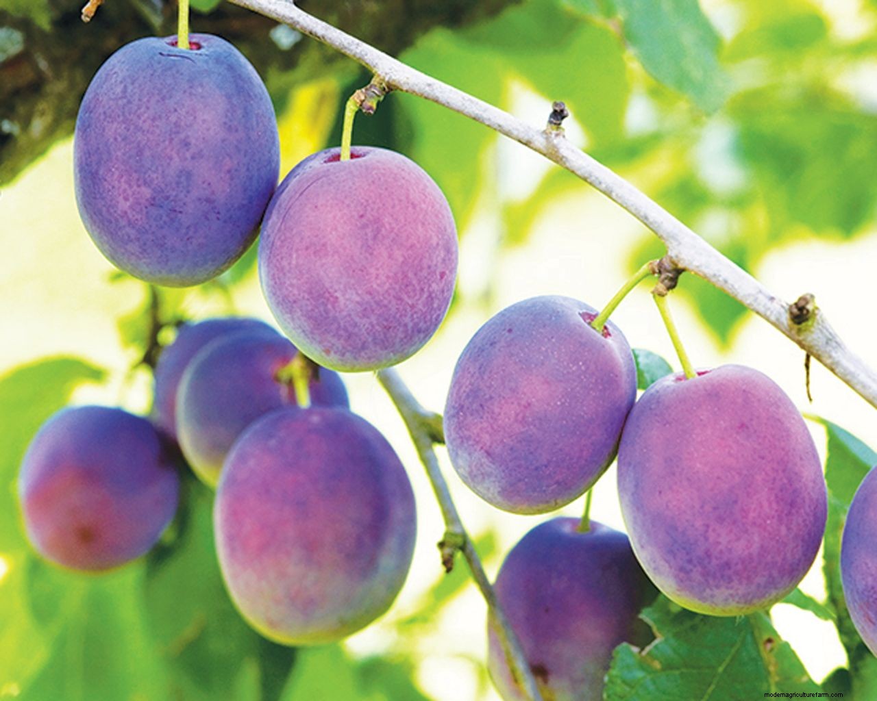 How to grow plums: tips on planting, growing and caring for plum trees