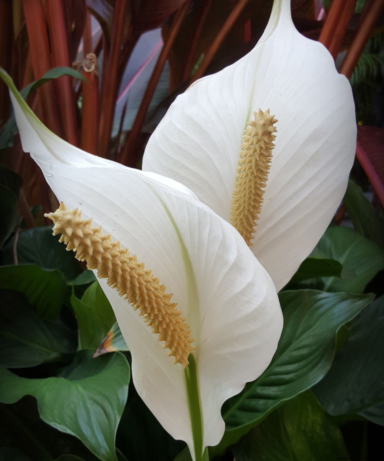 Houseplant clinic: why is my peace lily turning yellow?