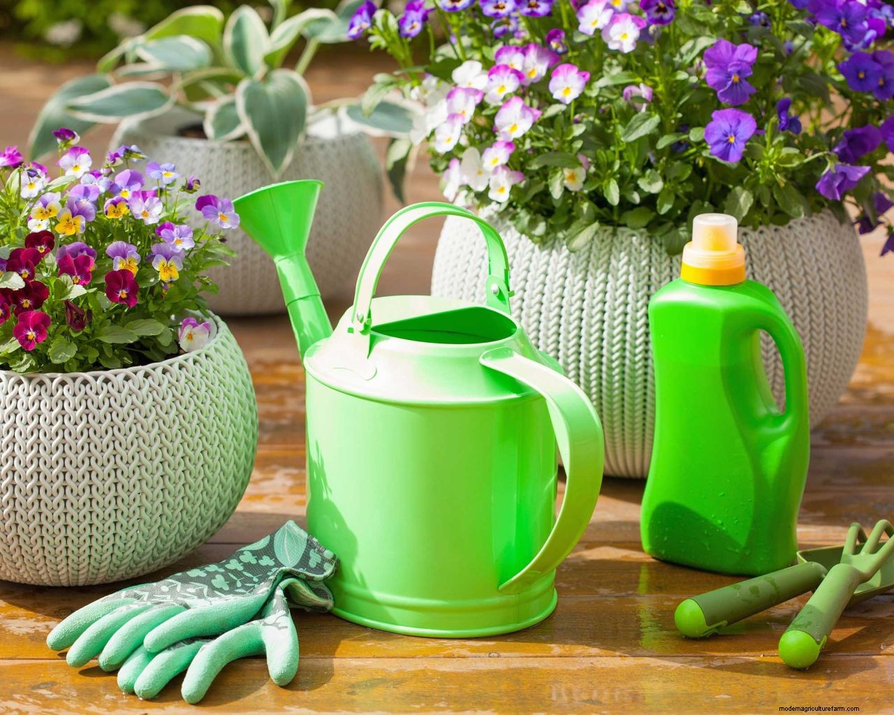 Fertilizing plants: how to give your flowers and foliage a boost