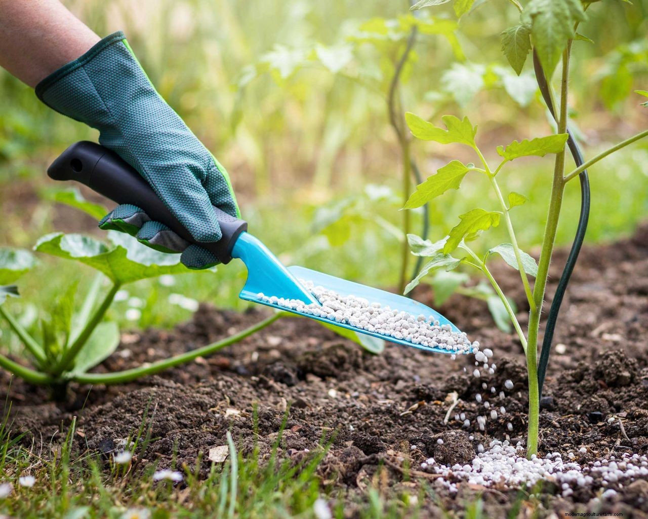 Fertilizing plants: how to give your flowers and foliage a boost