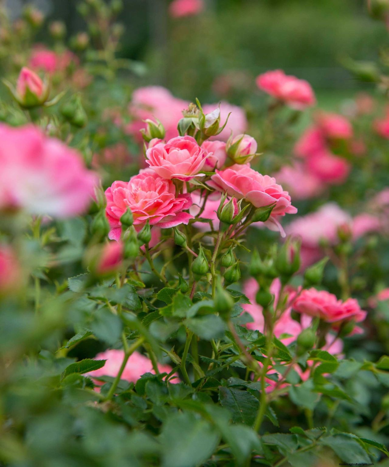 Fertilizing plants: how to give your flowers and foliage a boost
