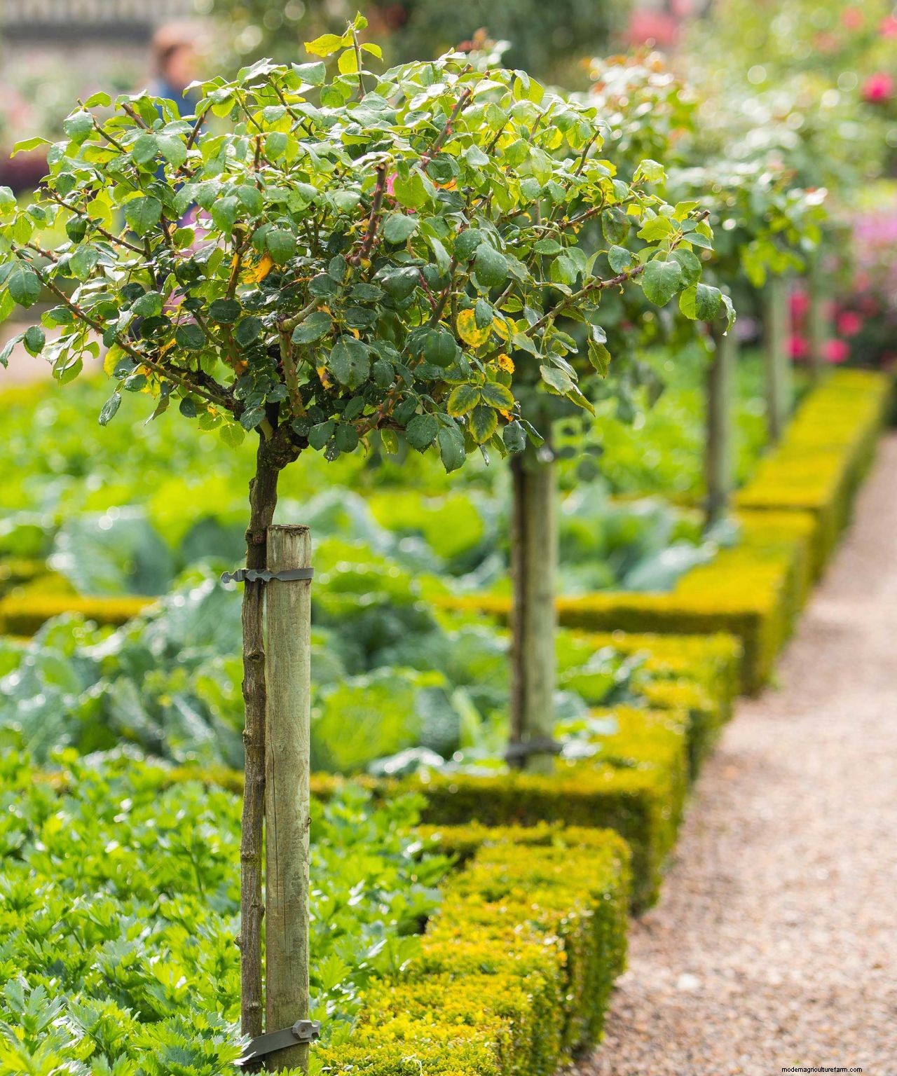 Fertilizing plants: how to give your flowers and foliage a boost