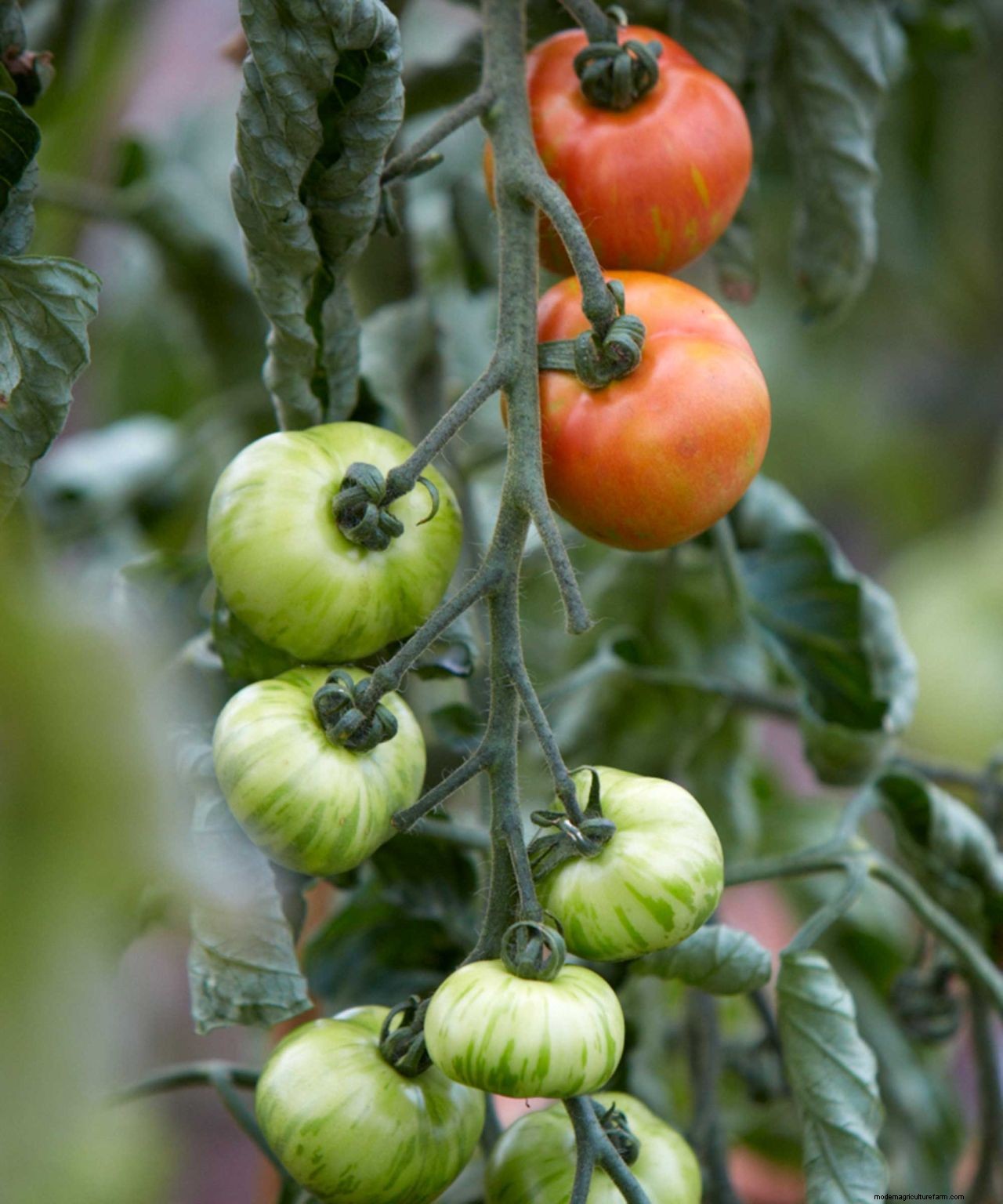 Fertilizing plants: how to give your flowers and foliage a boost