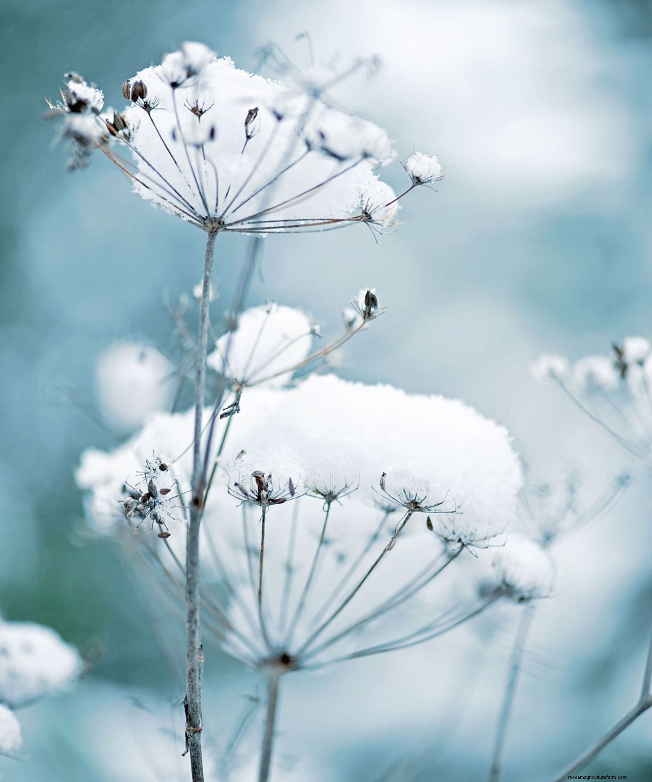 How to protect plants from snow: essential cold weather care