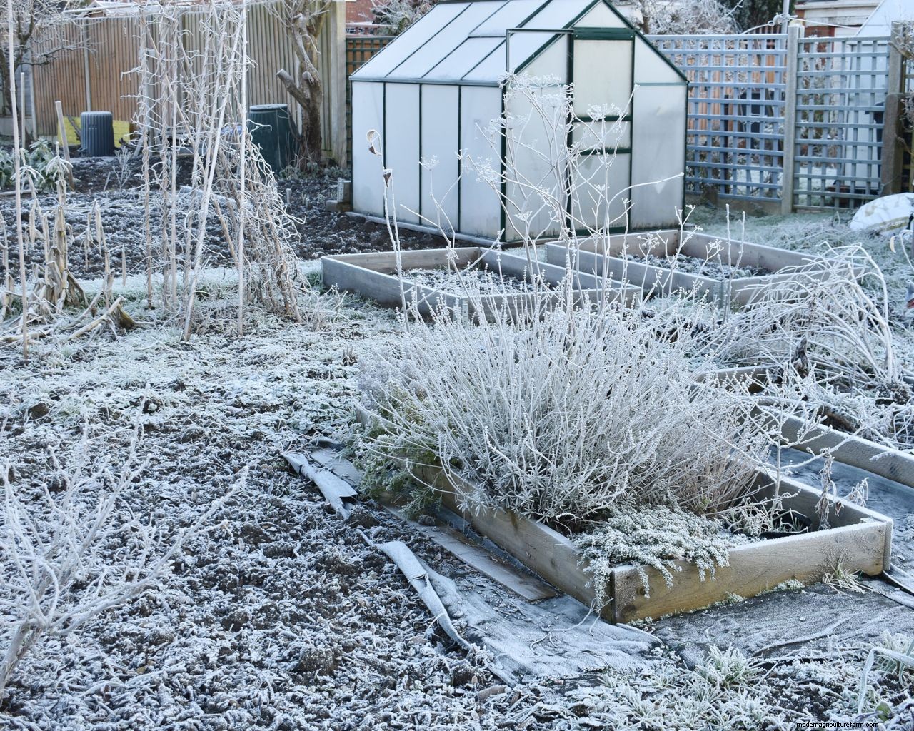 How to protect plants from snow: essential cold weather care