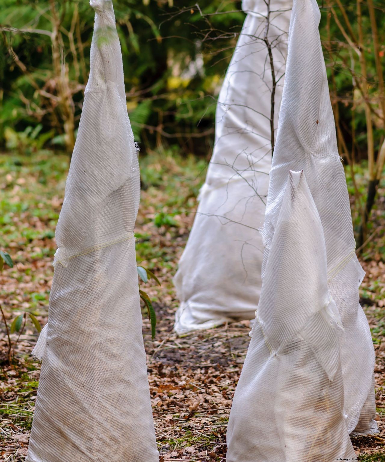 How to protect plants from snow: essential cold weather care