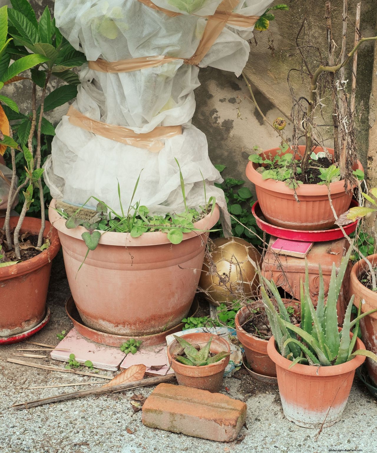 How to protect plants from snow: essential cold weather care