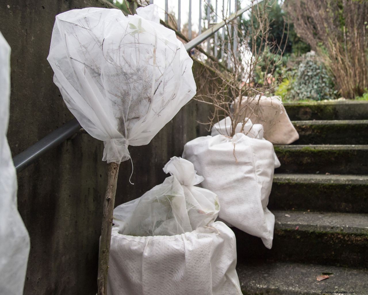 How to protect plants from snow: essential cold weather care