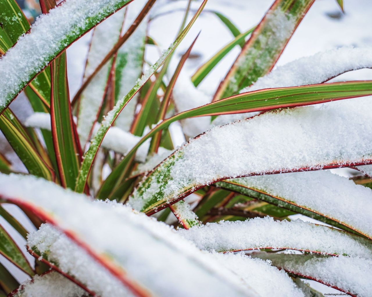 How to protect plants from snow: essential cold weather care