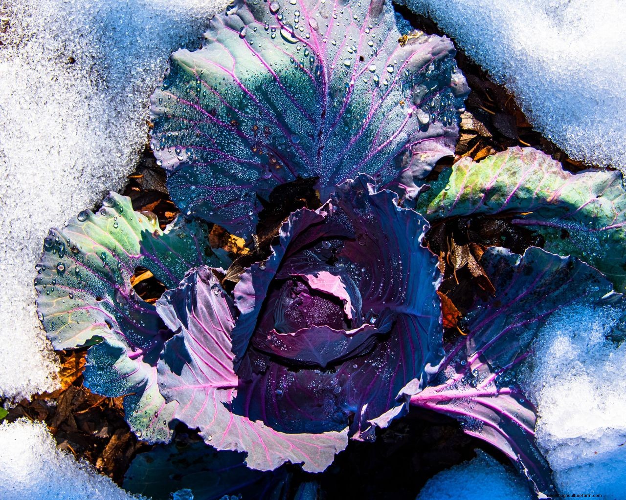How to protect plants from snow: essential cold weather care