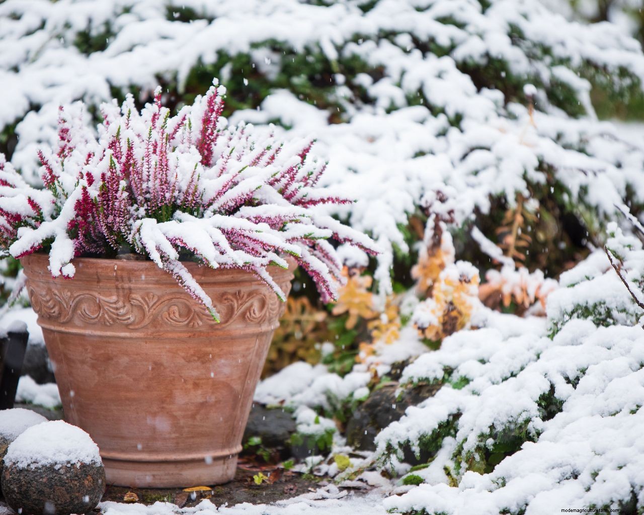 How to protect plants from snow: essential cold weather care