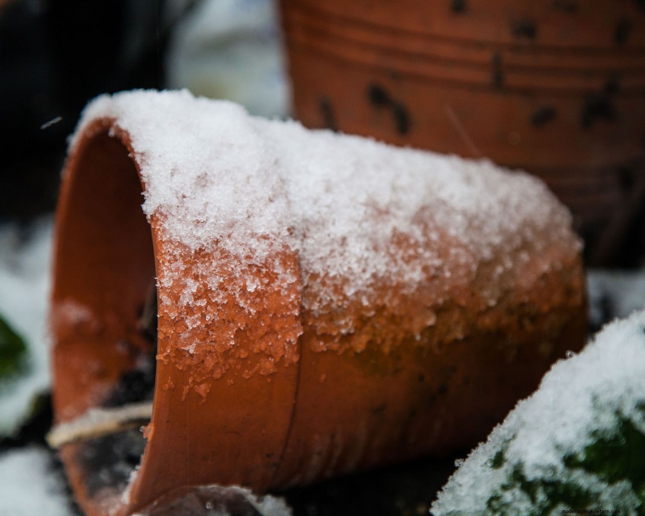 How to protect plants from snow: essential cold weather care