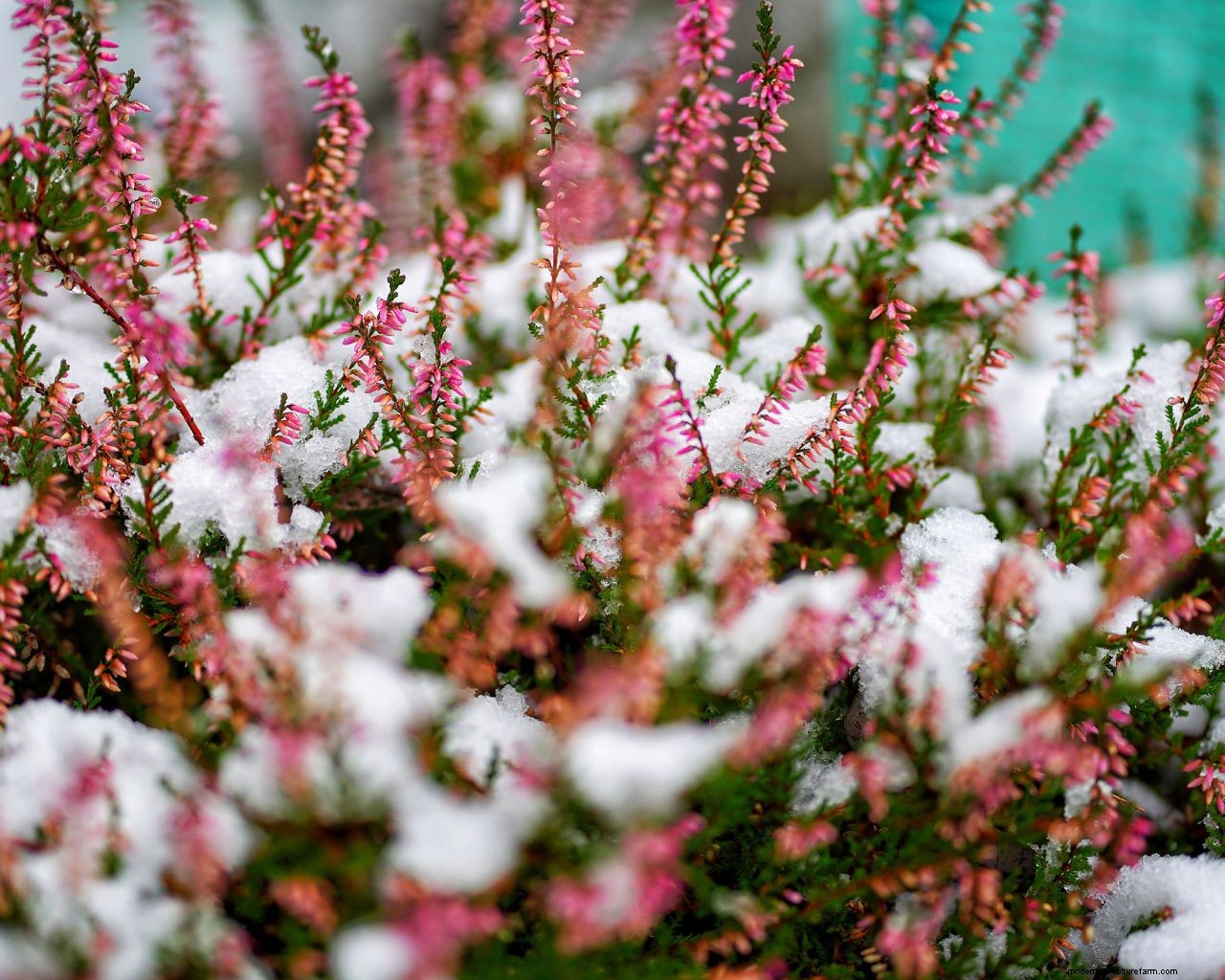 How to protect plants from snow: essential cold weather care