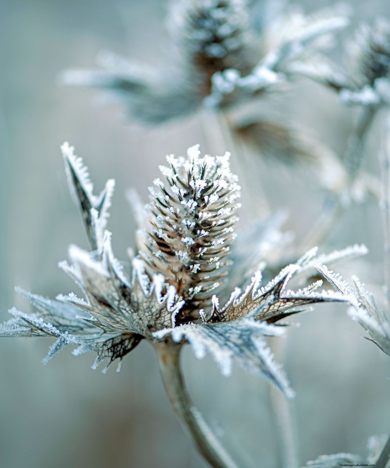 How to protect plants from snow: essential cold weather care