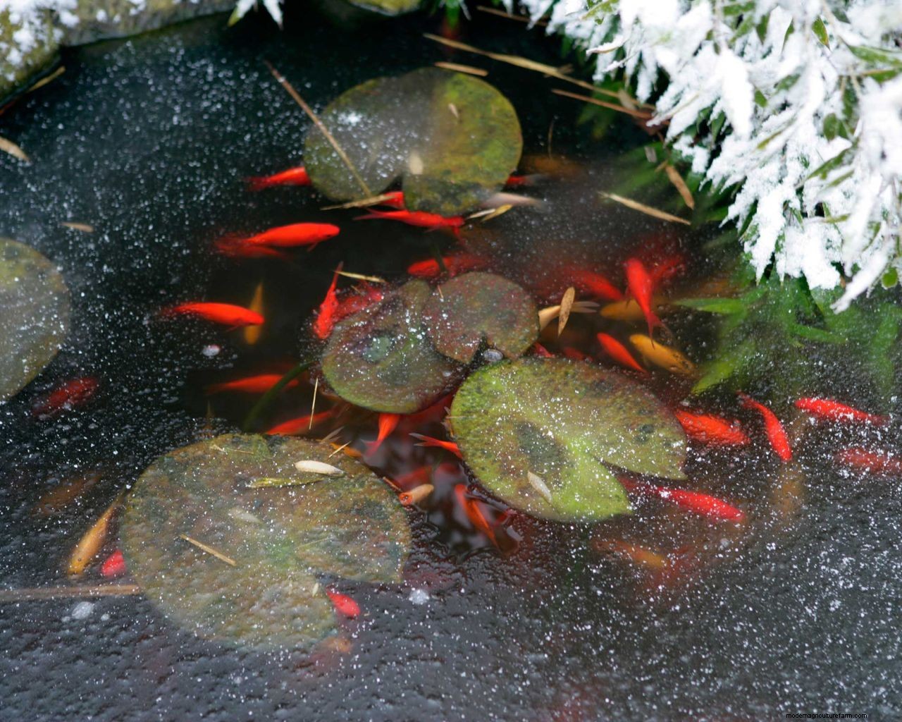 Heating a pond in winter: 5 ways to stop yours from freezing