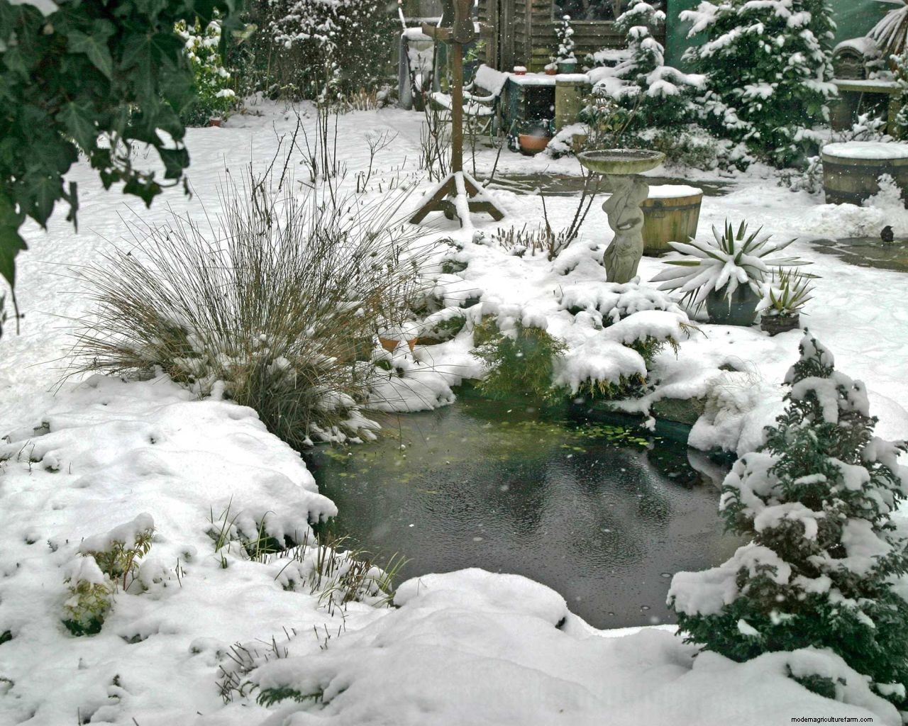 Heating a pond in winter: 5 ways to stop yours from freezing