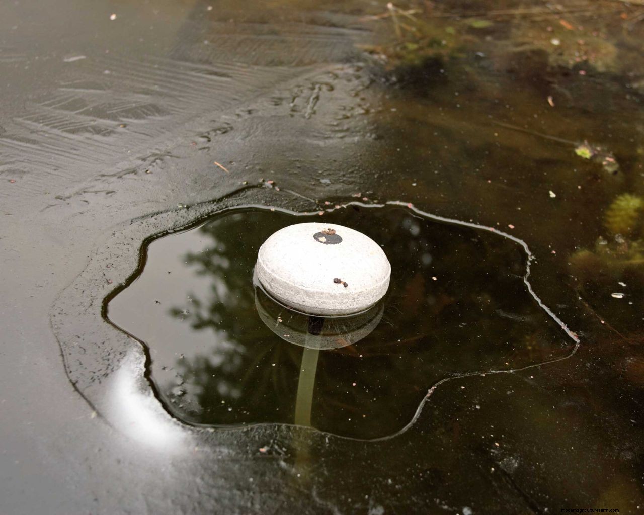 Heating a pond in winter: 5 ways to stop yours from freezing