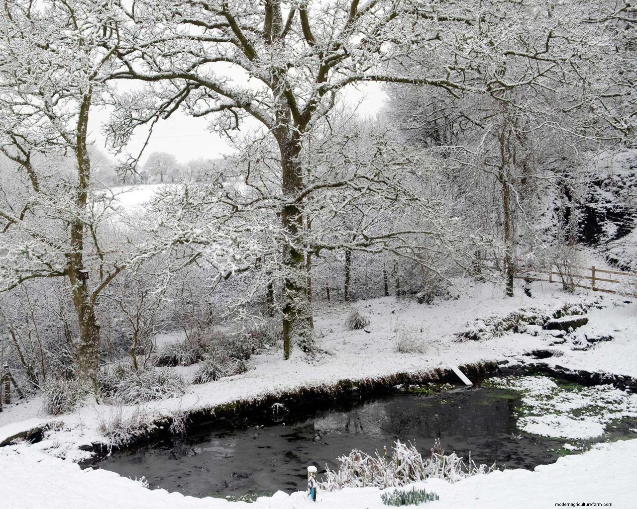 Heating a pond in winter: 5 ways to stop yours from freezing