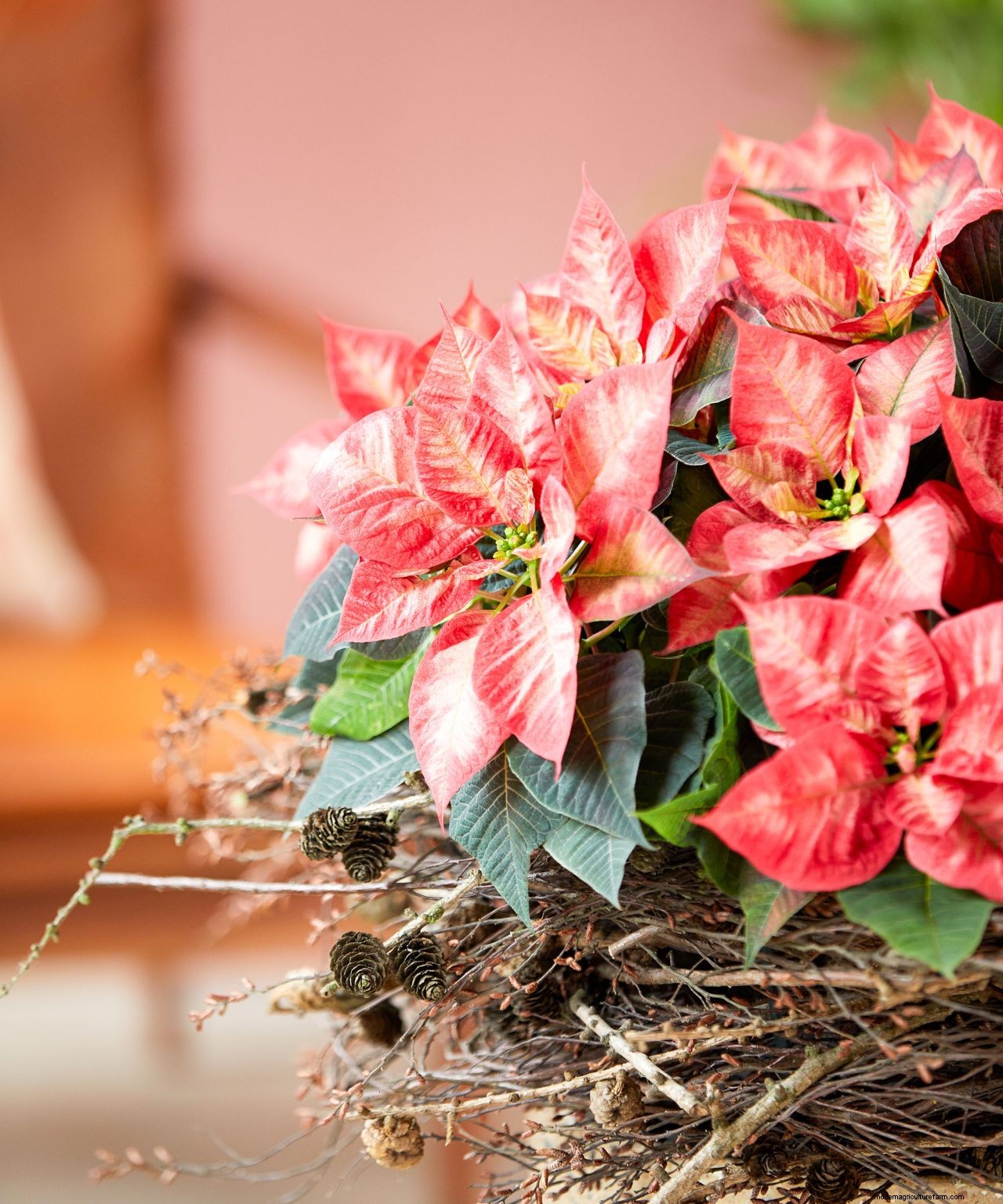 How to make a DIY poinsettia centerpiece in 4 simple steps