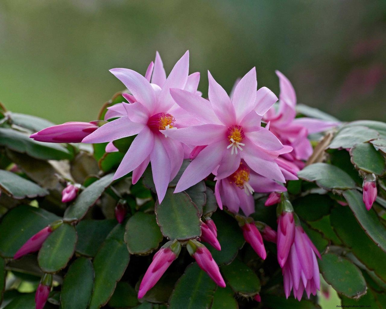 How to make a Christmas cactus bloom: expert flowering tips