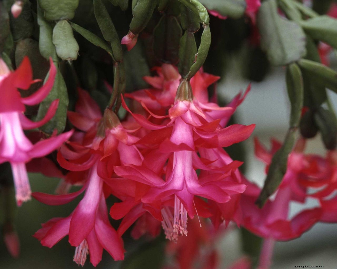 How to make a Christmas cactus bloom: expert flowering tips