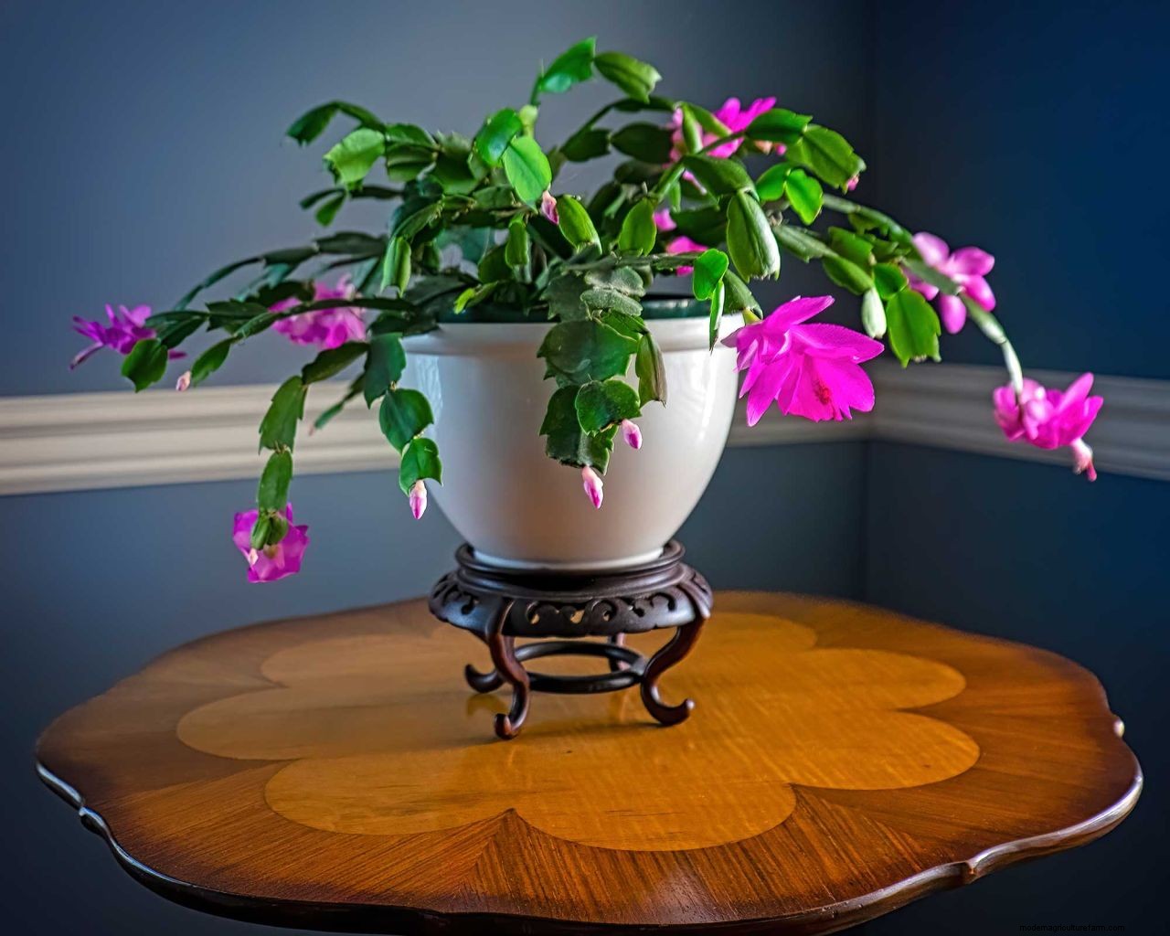 How to make a Christmas cactus bloom: expert flowering tips