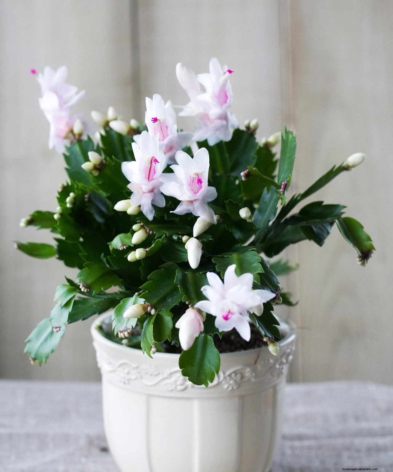 How to make a Christmas cactus bloom: expert flowering tips
