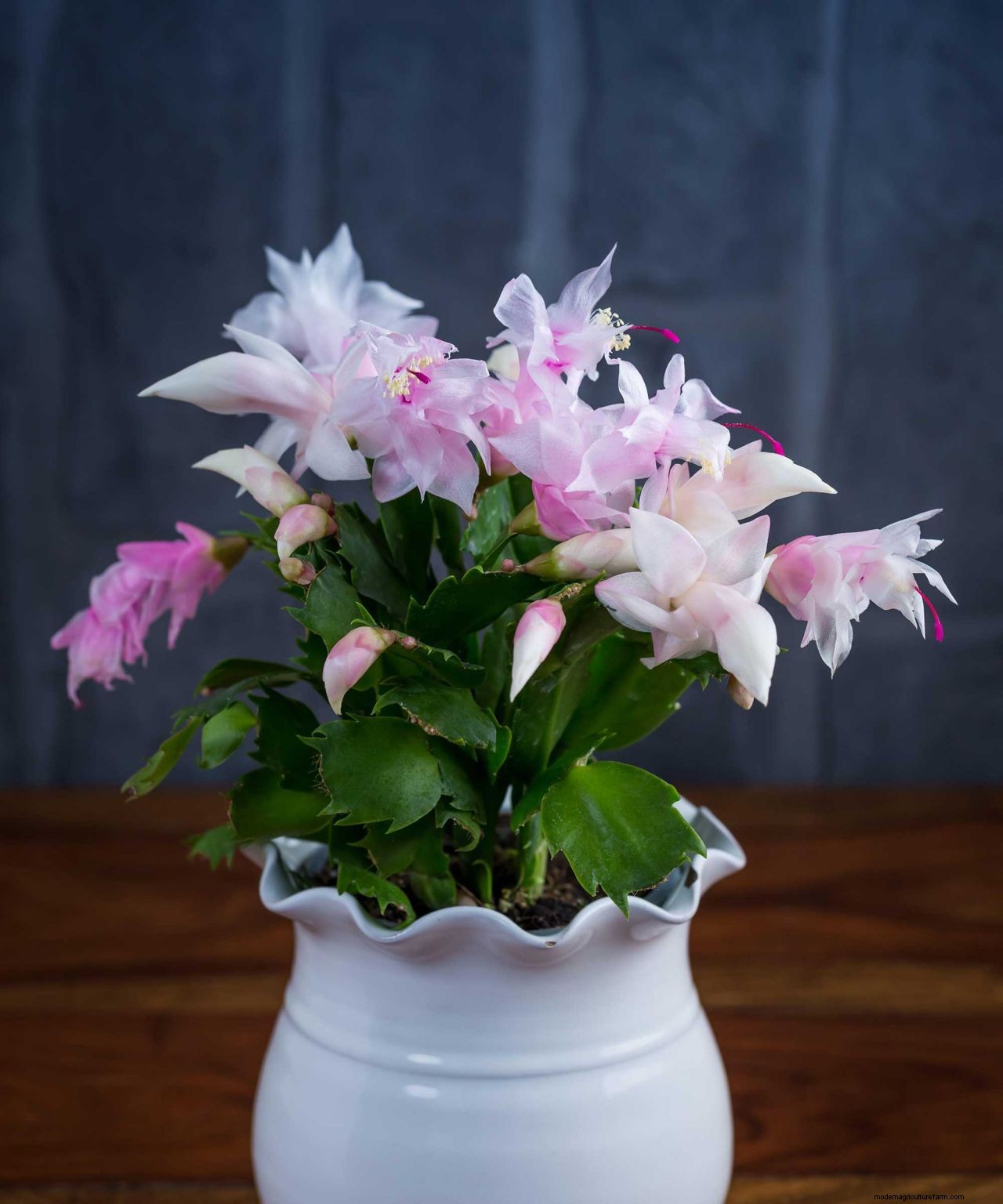 How to make a Christmas cactus bloom: expert flowering tips