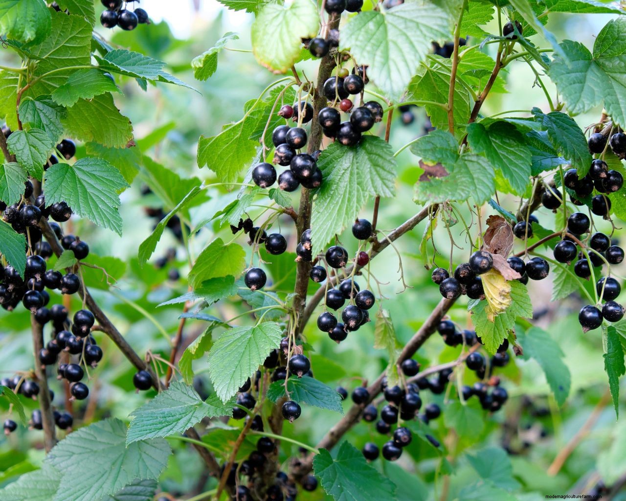How to prune blackcurrant bushes: all you need to know