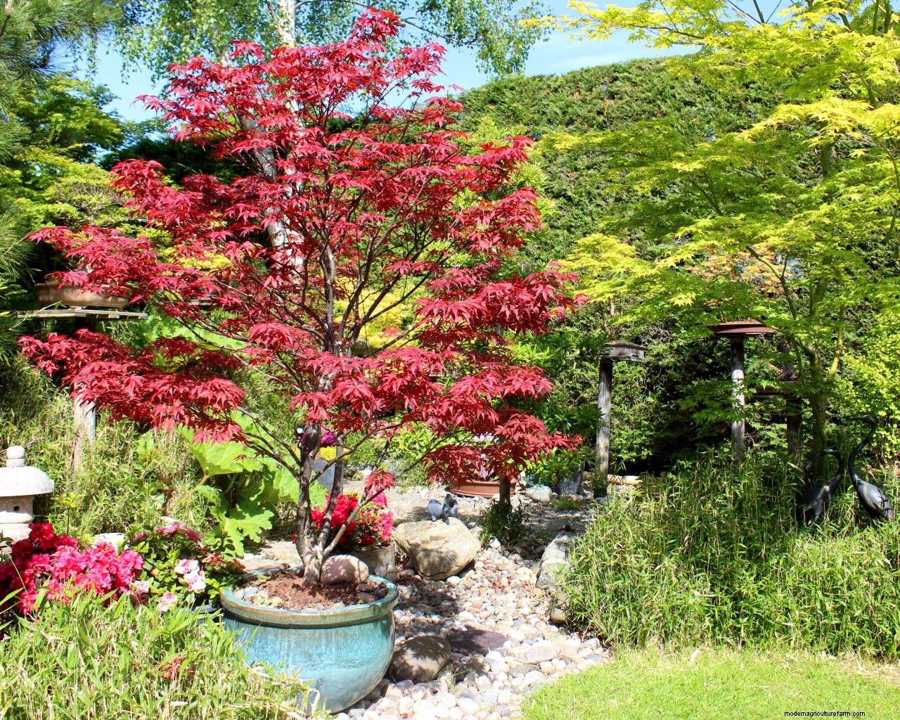 Transplanting Japanese maples – how to make sure your acer survives a move