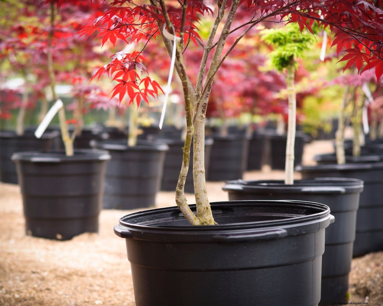 Transplanting Japanese maples – how to make sure your acer survives a move