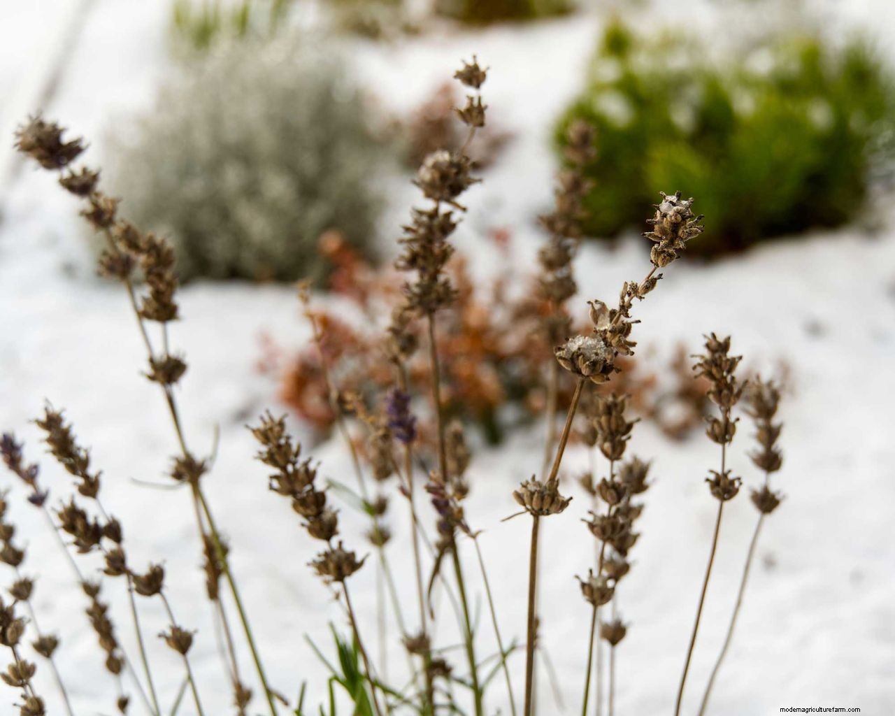 How to prepare a garden for winter: 10 ways to get your plot ready for the cooler season