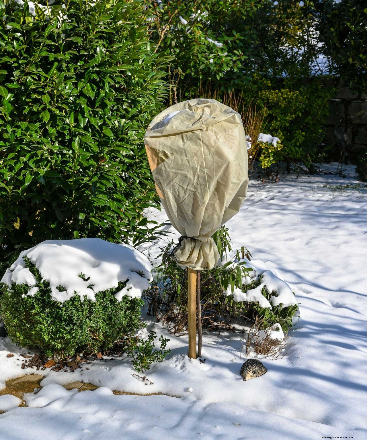 How to prepare a garden for winter: 10 ways to get your plot ready for the cooler season