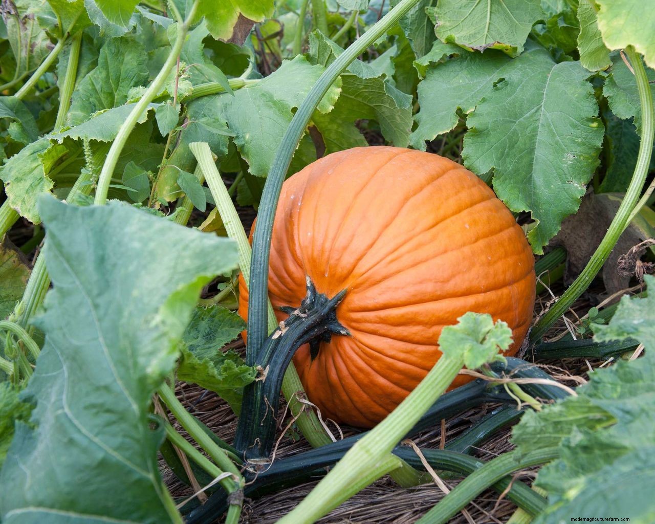 What to do with a pumpkin after Halloween: 8 clever ideas to reduce waste