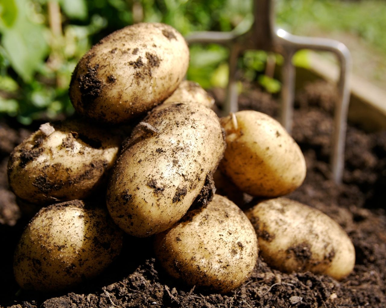 Gardener Scotts tips for potato harvesting – the perfect timing and technique for digging up spuds