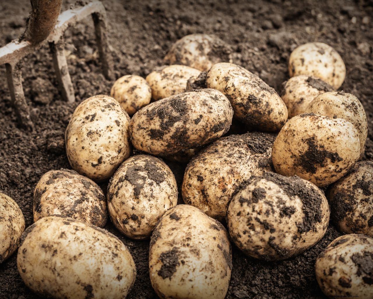 Gardener Scotts tips for potato harvesting – the perfect timing and technique for digging up spuds