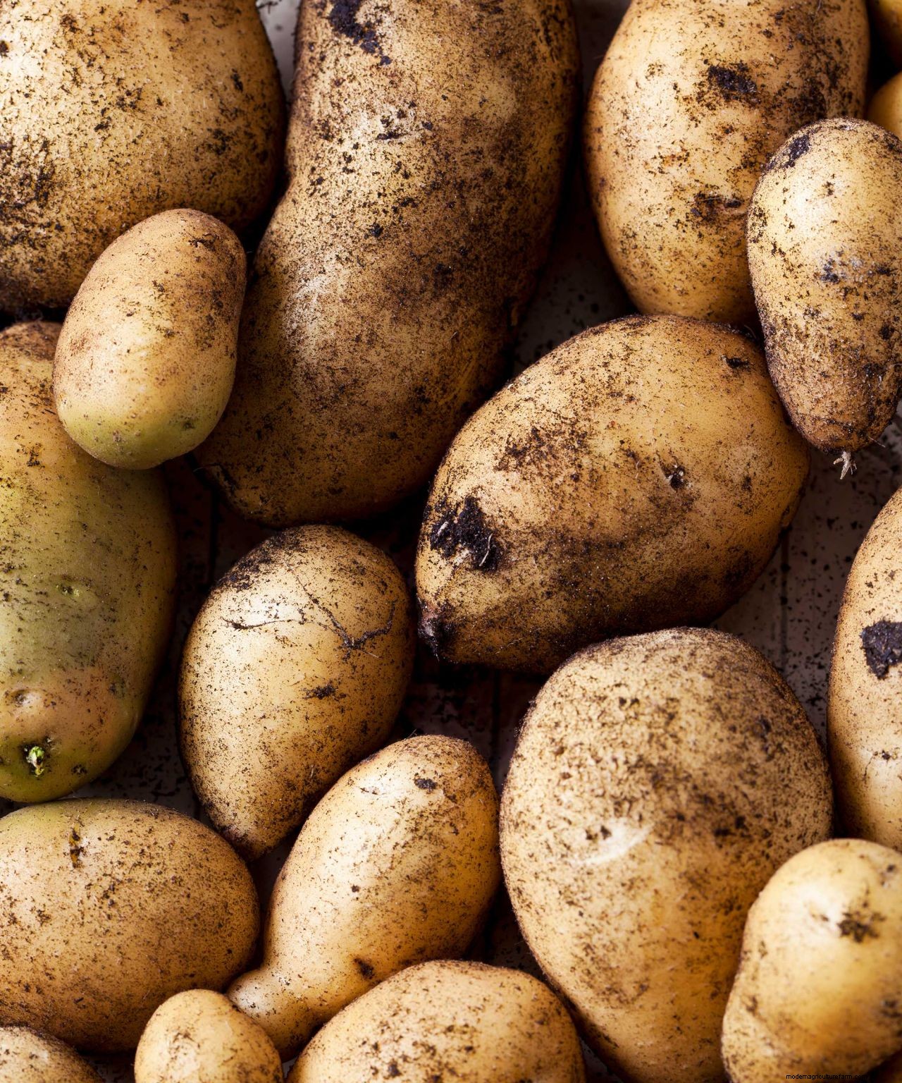 Gardener Scotts tips for potato harvesting – the perfect timing and technique for digging up spuds
