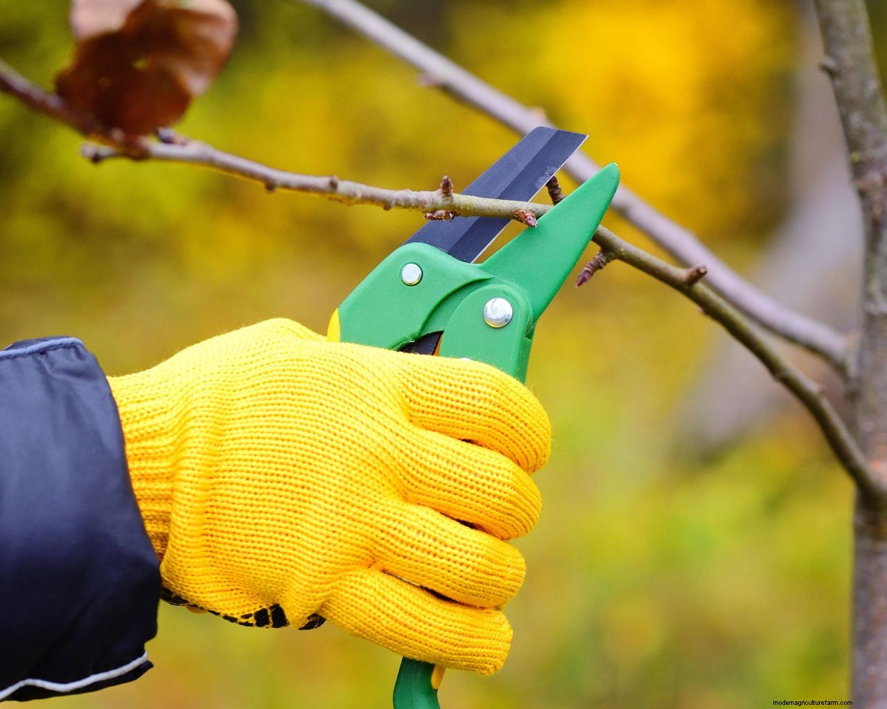 November gardening jobs: 10 essential tasks to maintain your plot