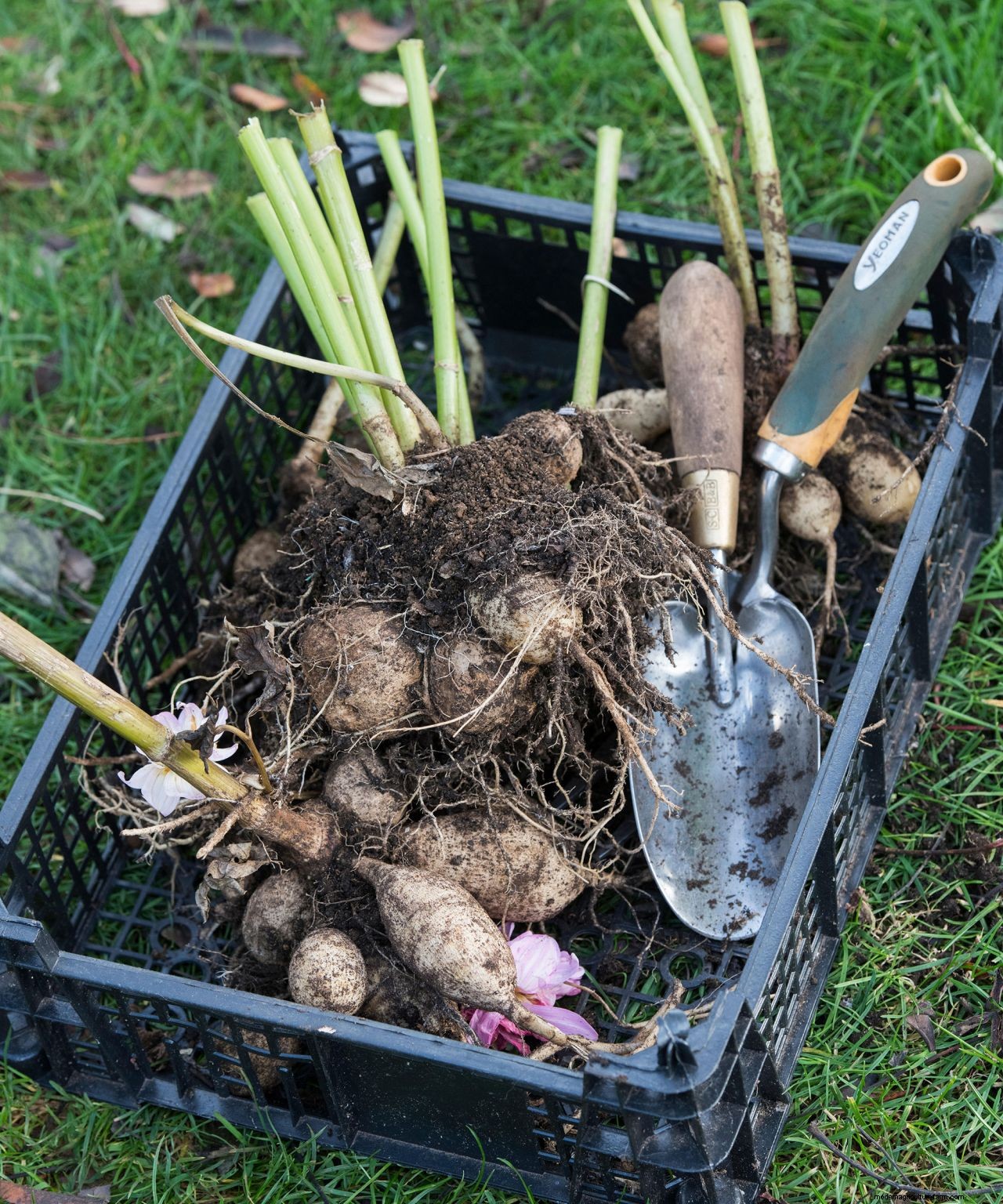 November gardening jobs: 10 essential tasks to maintain your plot