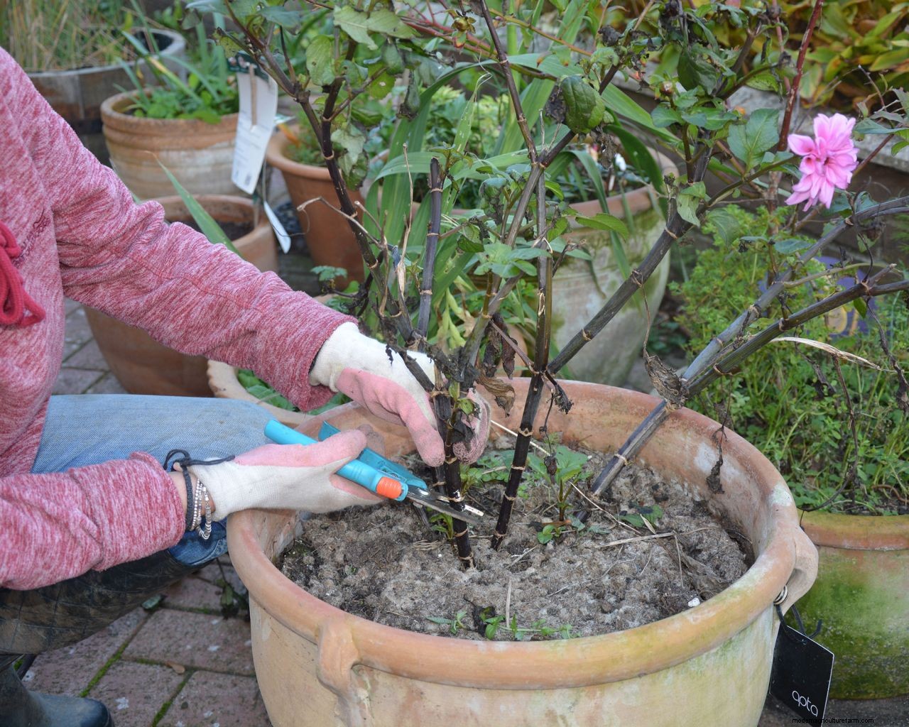 November gardening jobs: 10 essential tasks to maintain your plot