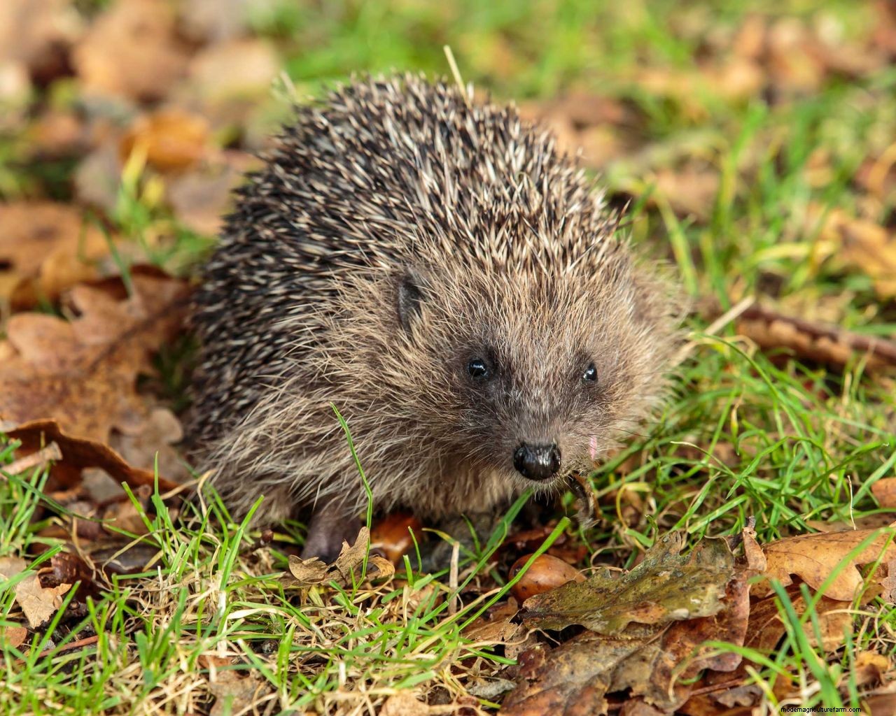 November gardening jobs: 10 essential tasks to maintain your plot