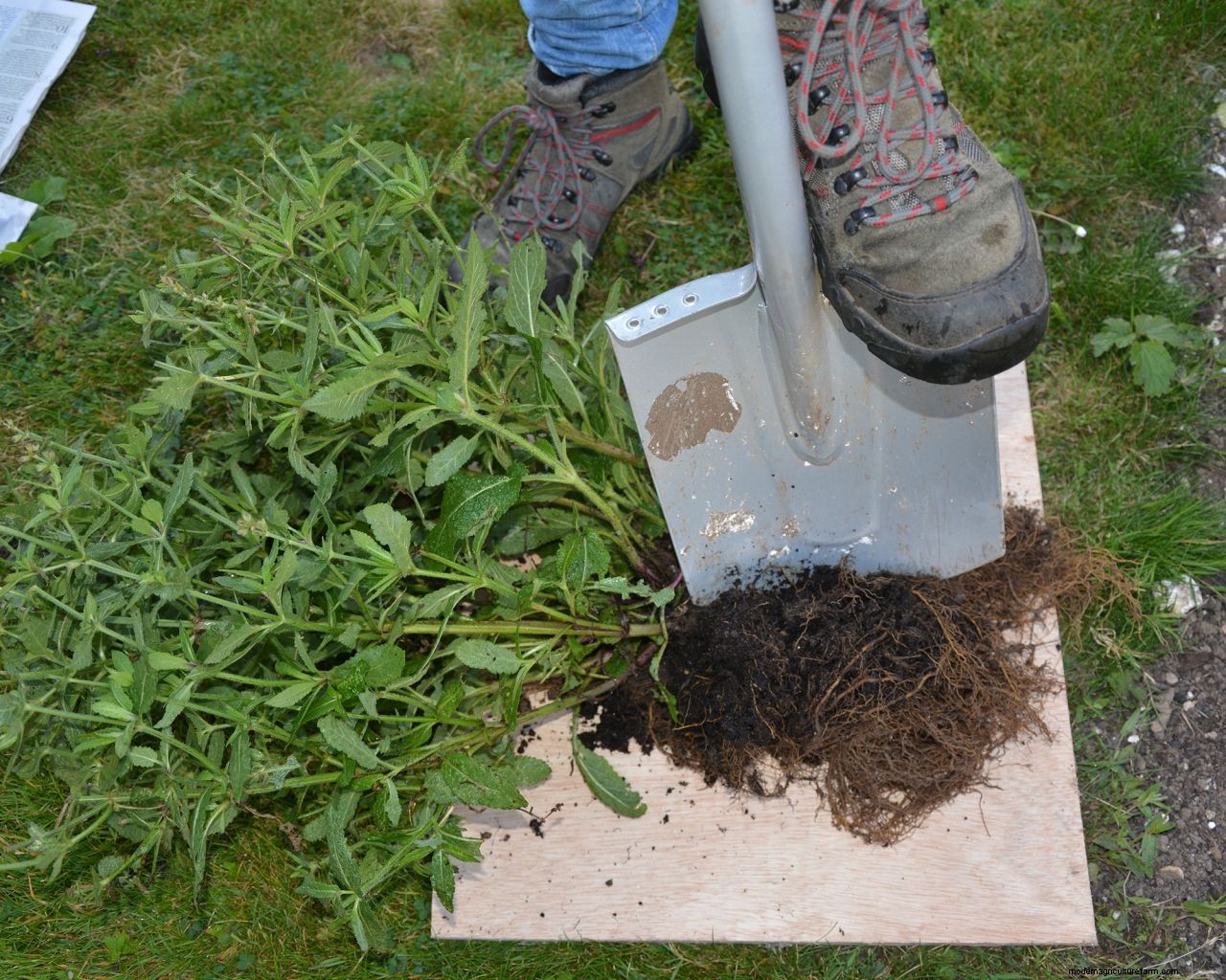 November gardening jobs: 10 essential tasks to maintain your plot