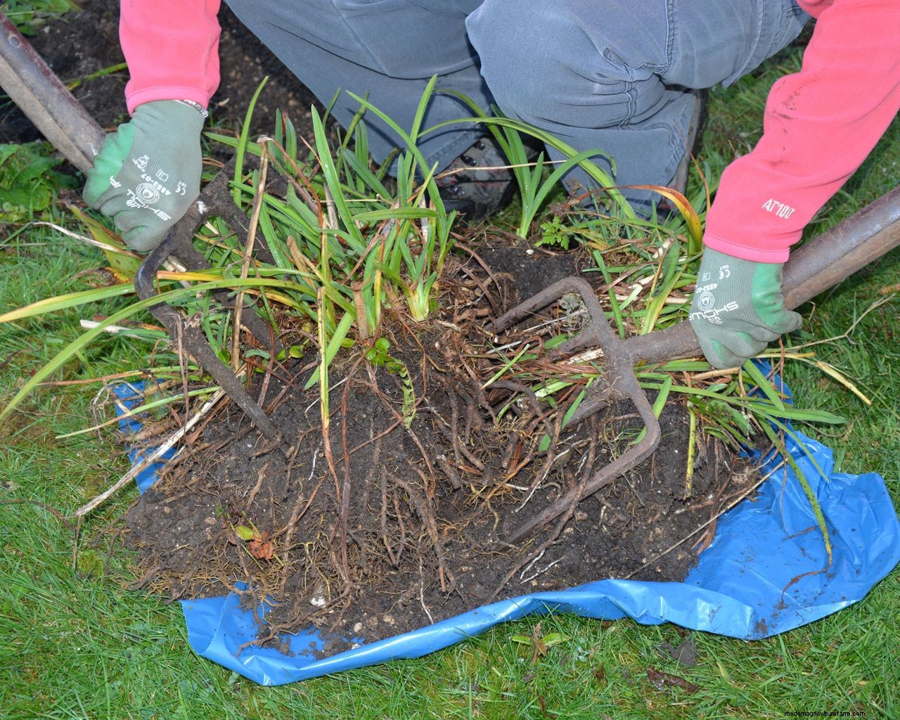November gardening jobs: 10 essential tasks to maintain your plot