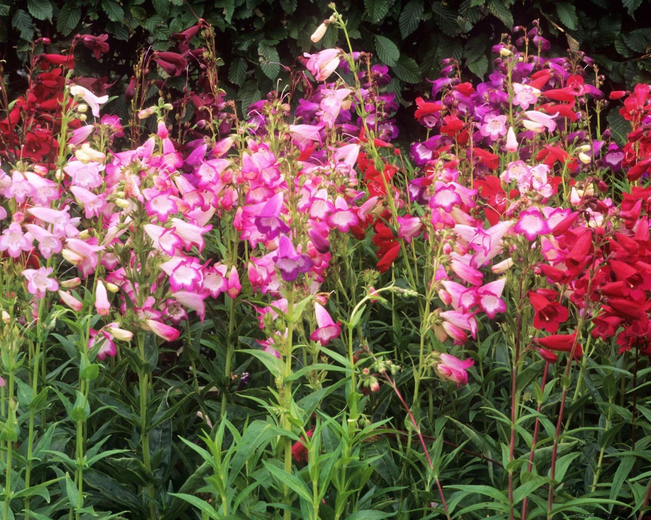 November gardening jobs: 10 essential tasks to maintain your plot