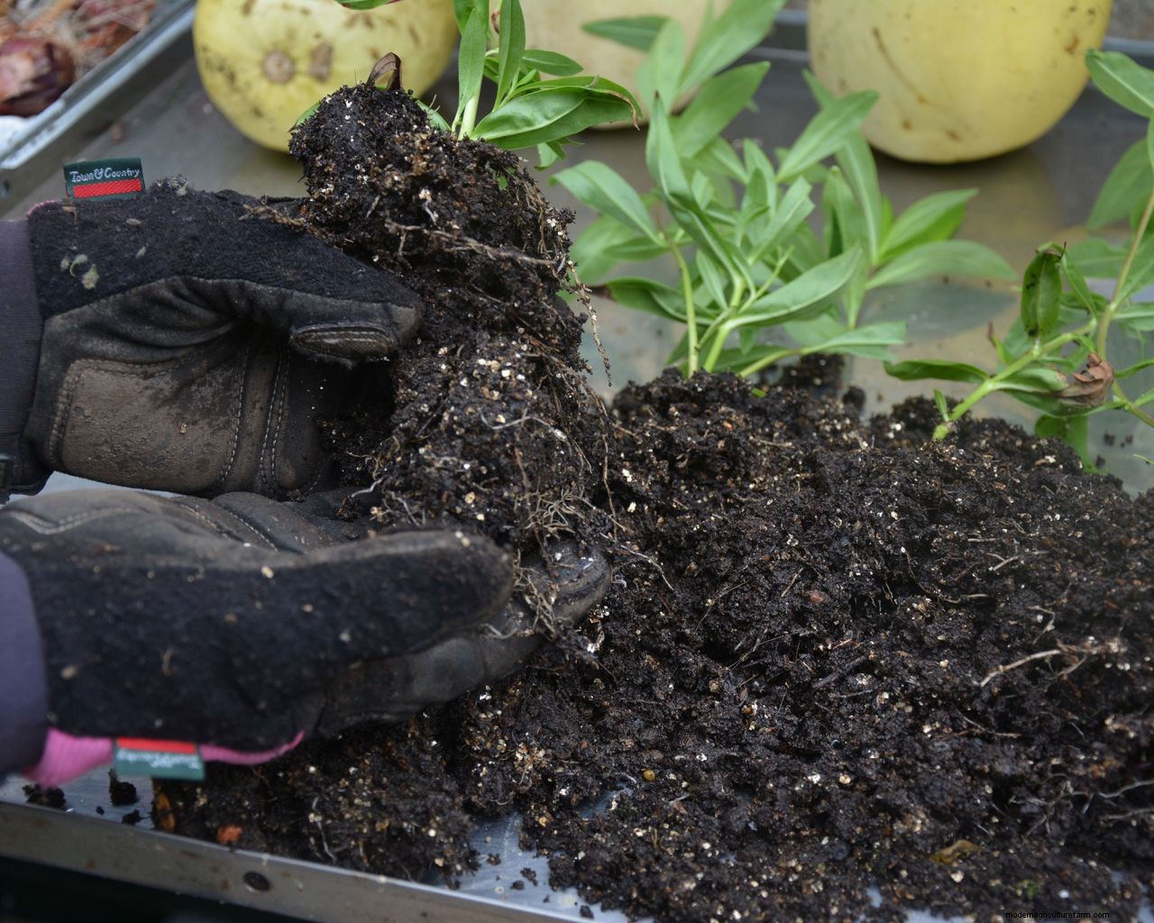 November gardening jobs: 10 essential tasks to maintain your plot