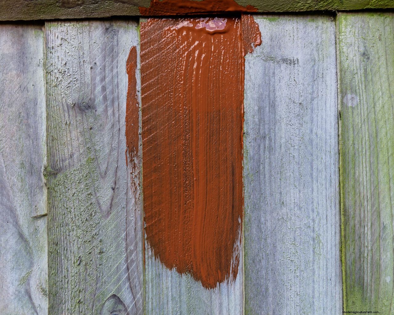 How to paint a fence: get perfect results in 4 easy steps